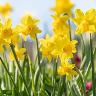 Narzissen