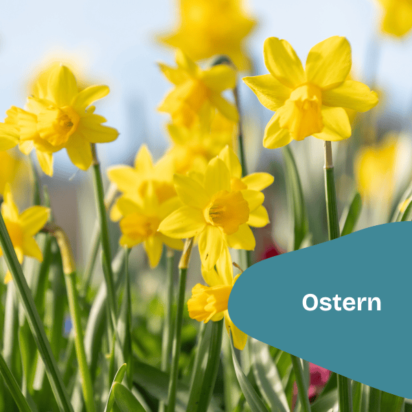 Leuchtend gelbe Narzissen in voller Blüte im Freien, mit grünen Stängeln und verschwommenen Blüten im Hintergrund. Eine blaugrüne Form im Vordergrund enthält das Wort "Ostern" und verleiht der lebhaften Frühlingsszene eine festliche Note.